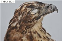 鳳頭蒼鷹藏品圖，第8張